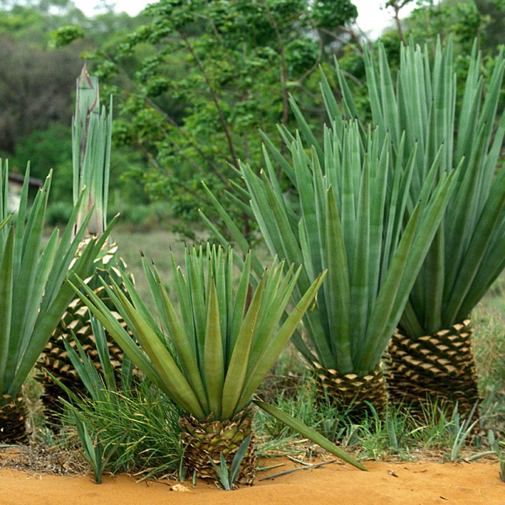 Agave sisalana
