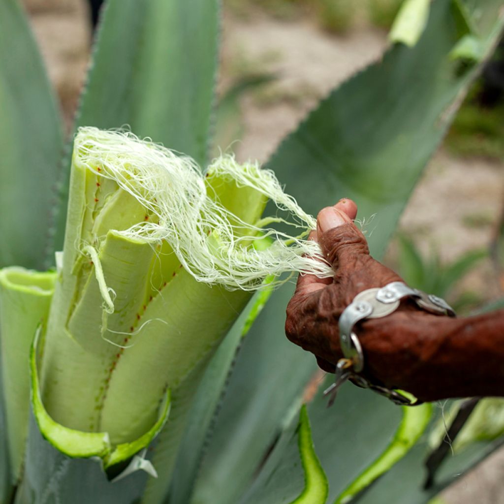 Agave sisalana