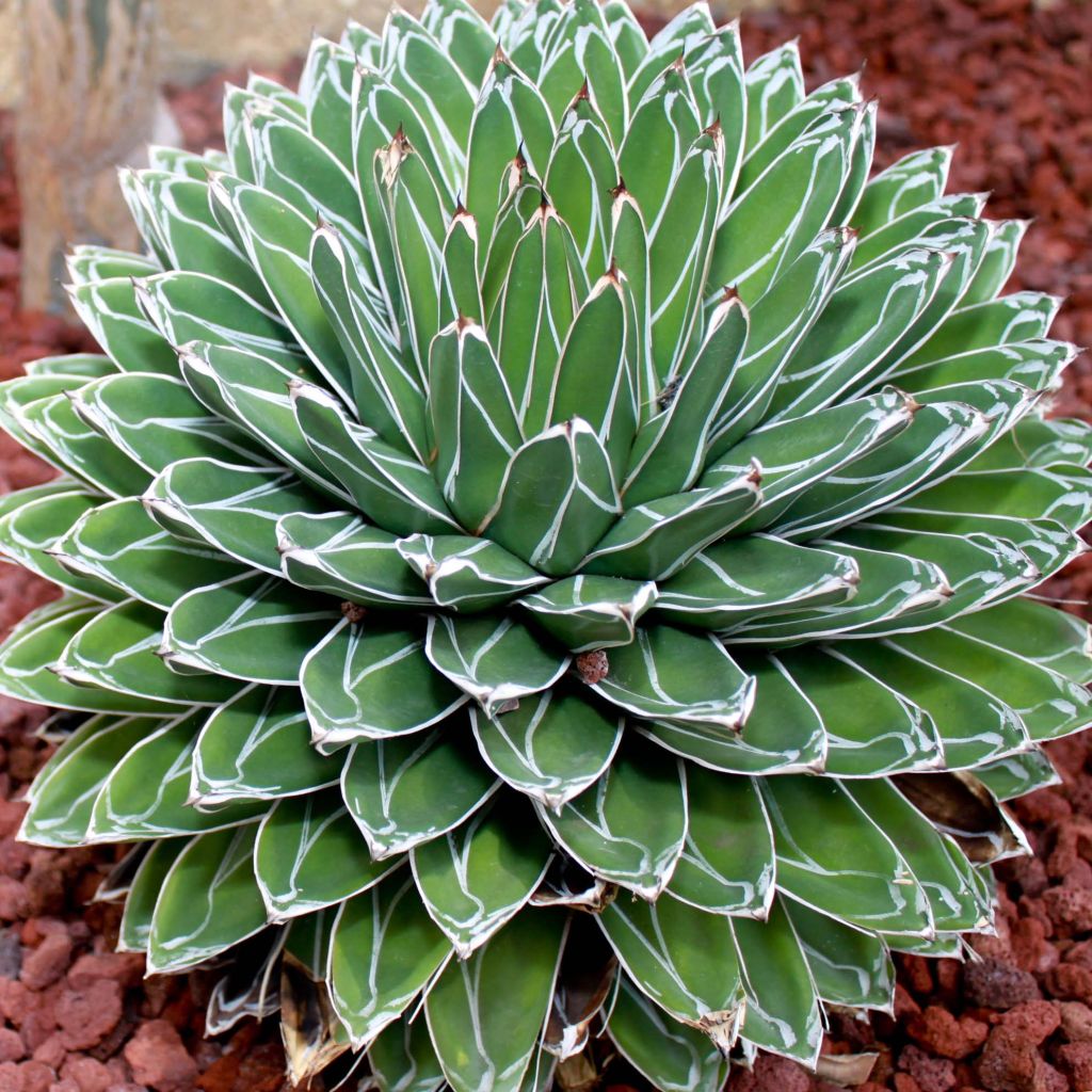 Agave victoriae-reginae
