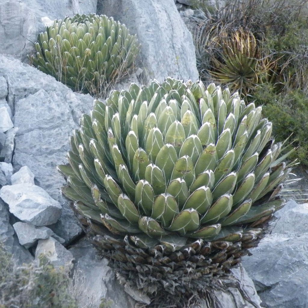 Agave victoriae-reginae