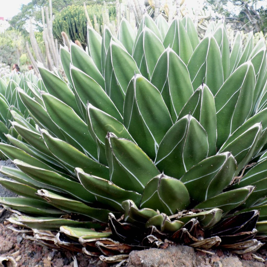Agave victoriae-reginae