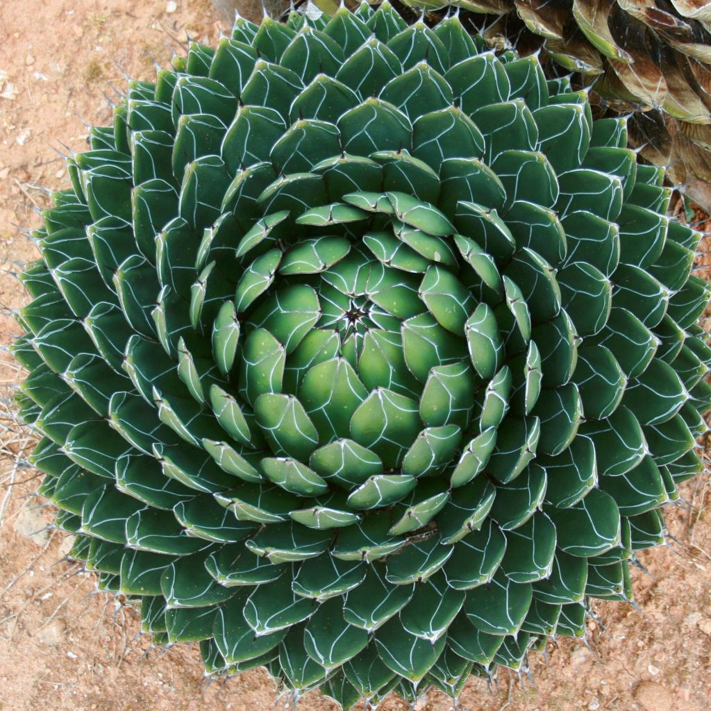 Agave victoriae-reginae