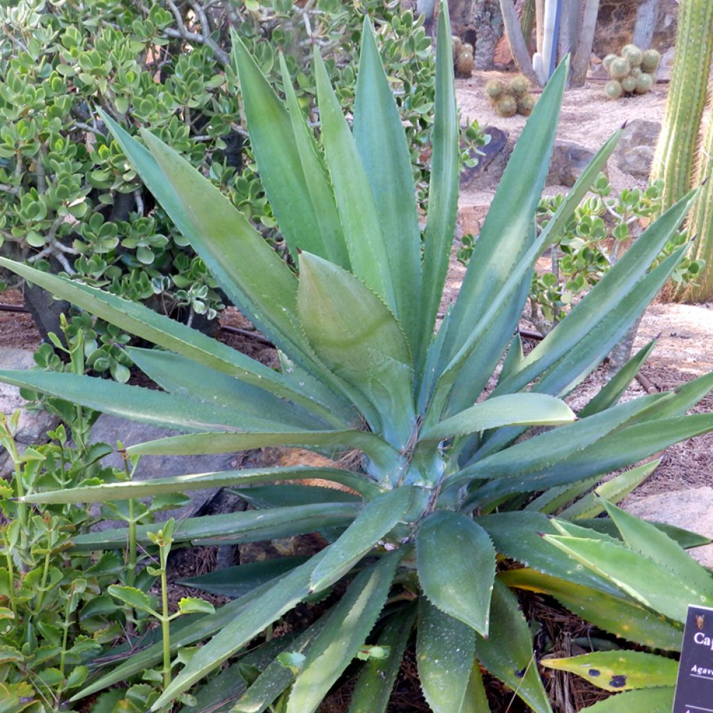 Agave fourcroydes
