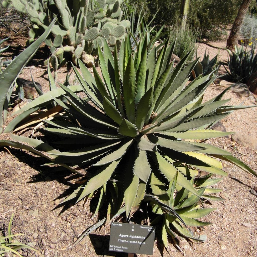 Agave lophantha