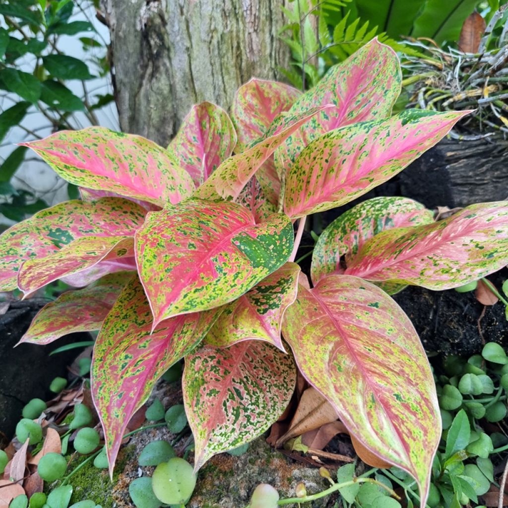 Aglaonema Red Valentine