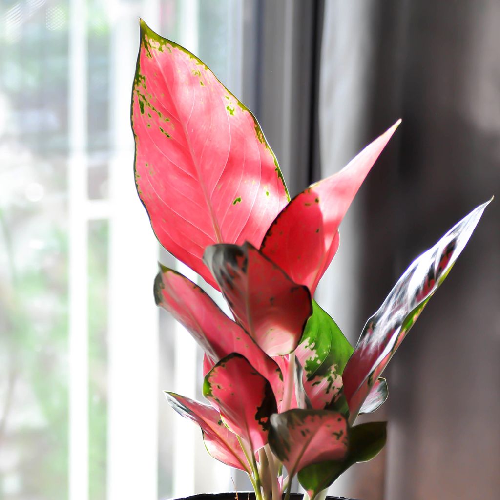 Aglaonema Red Zircon
