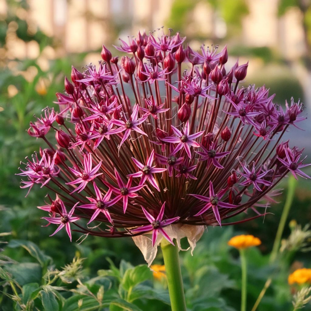 Allium Magic - Aglio ornamentale