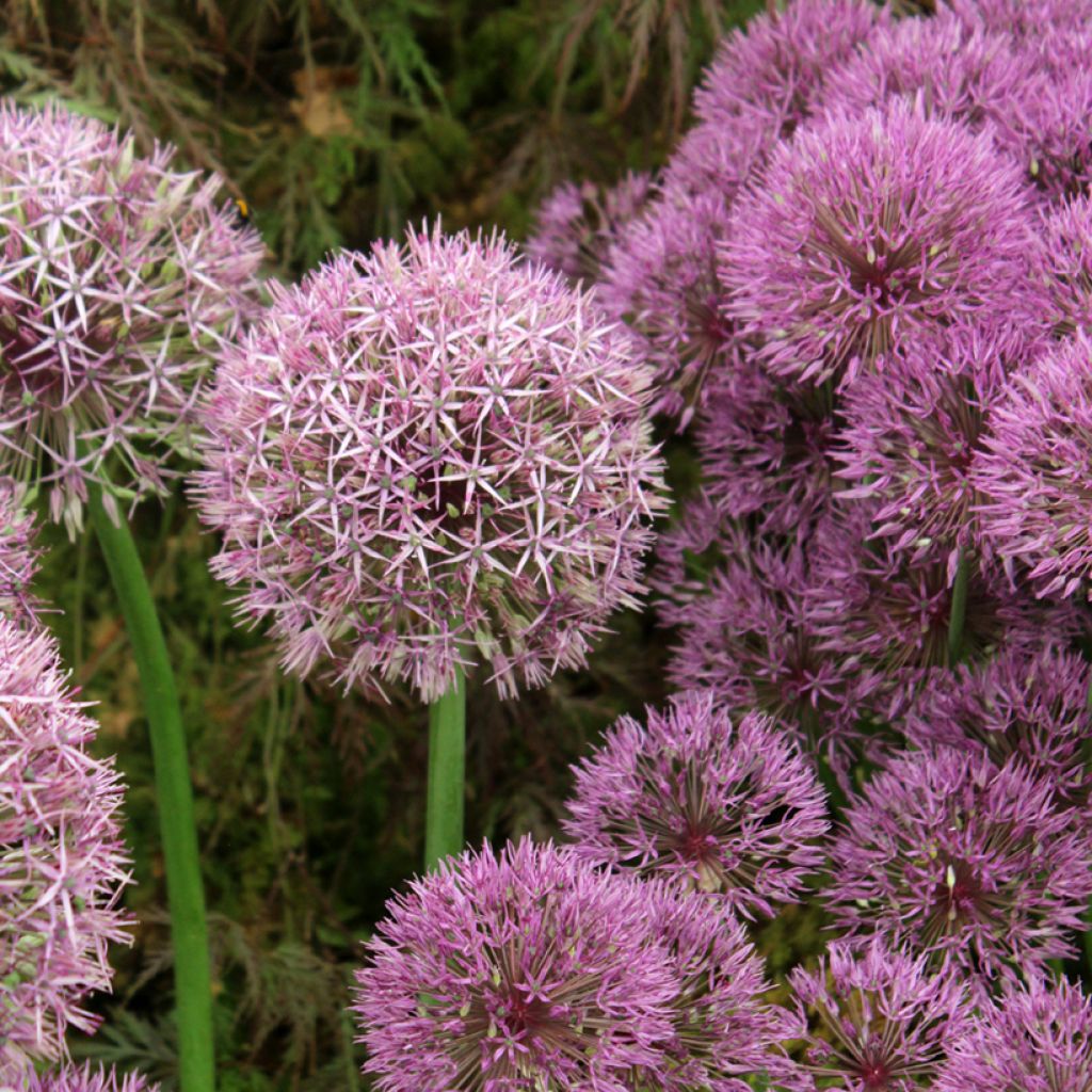 Allium Universe - Aglio ornamentale