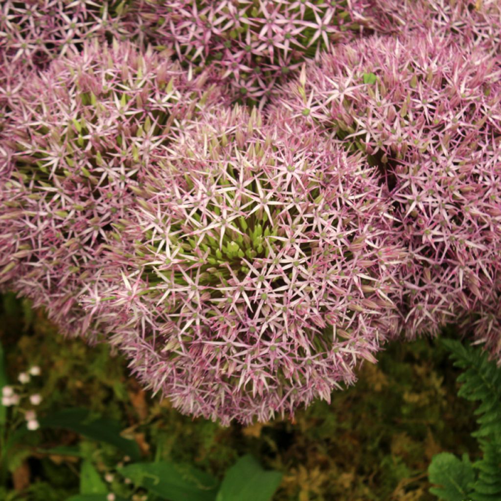 Allium Universe - Aglio ornamentale
