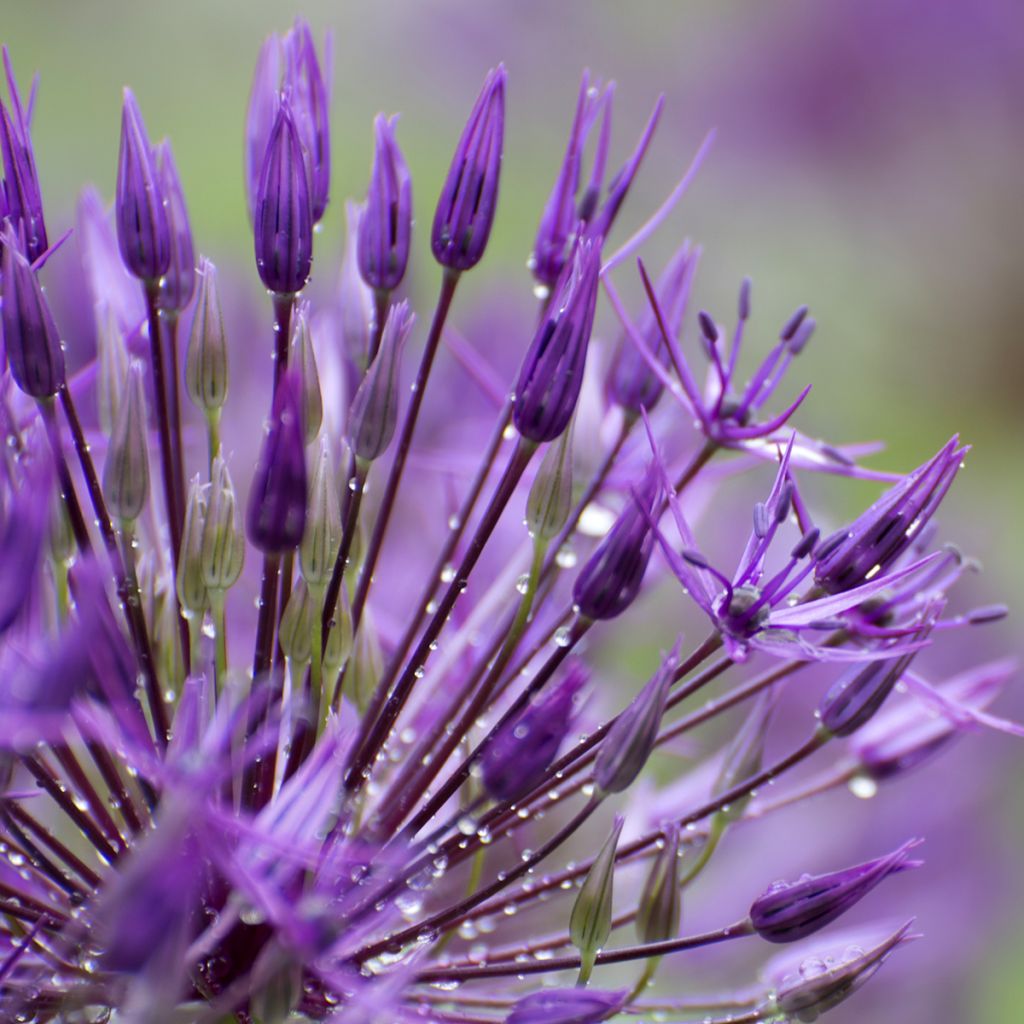 Allium Purple Sensation - Aglio ornamentale