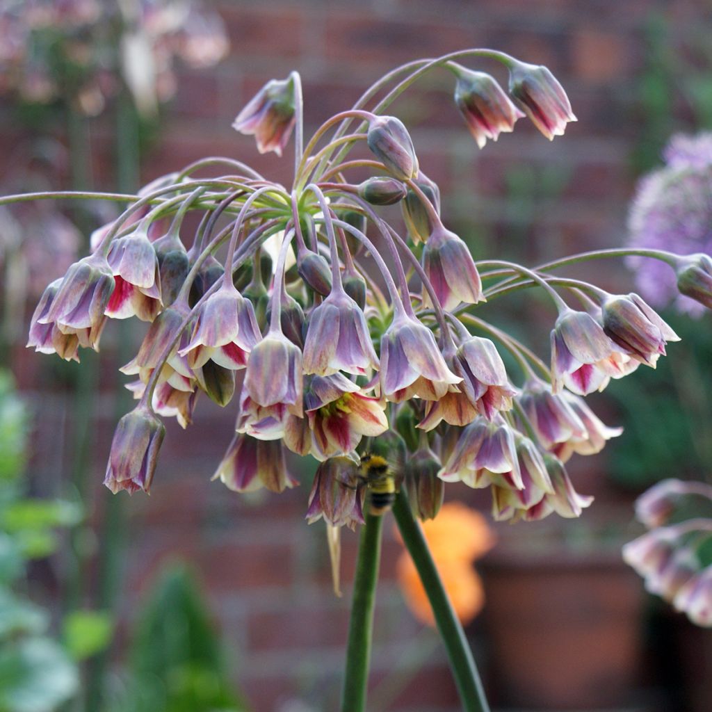 Allium nectaroscordum - Aglio della Sicilia