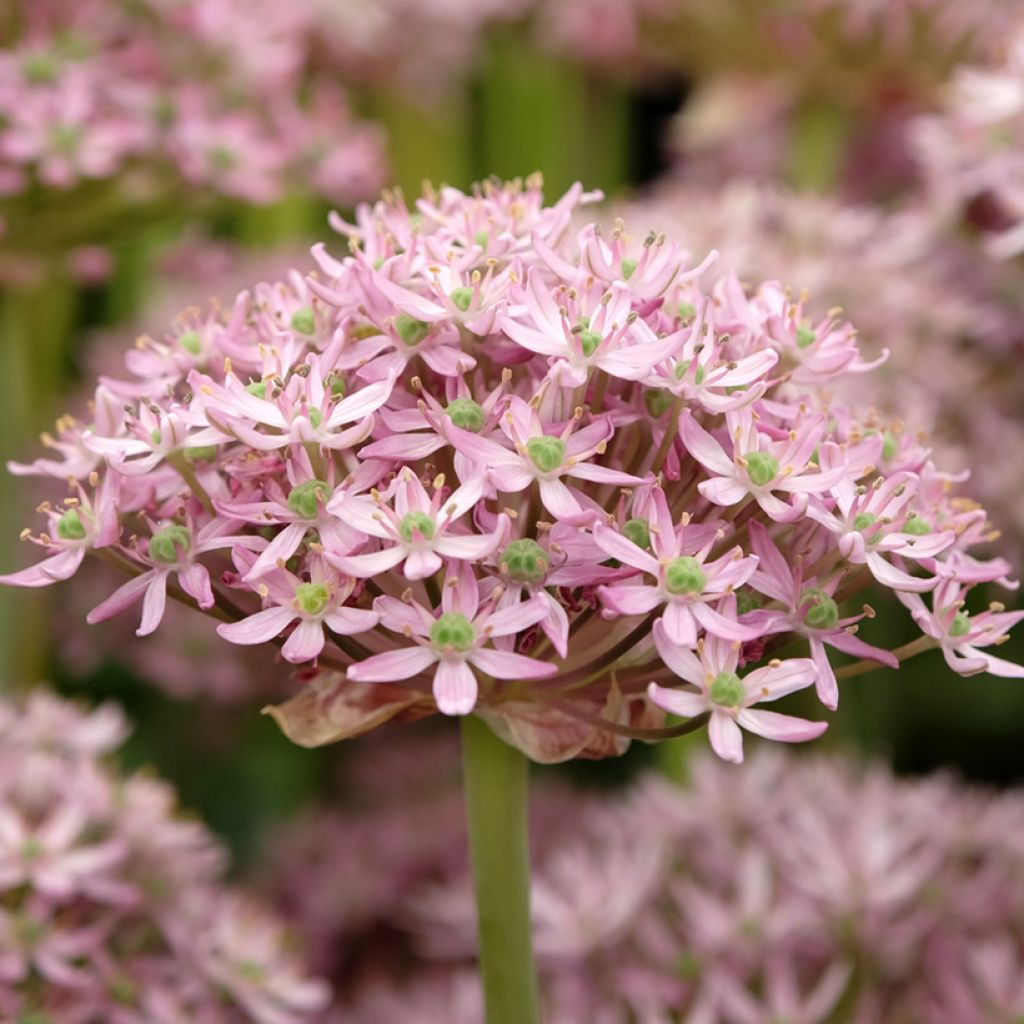 Allium nigrum Pink Jewel - Aglio ornamentale