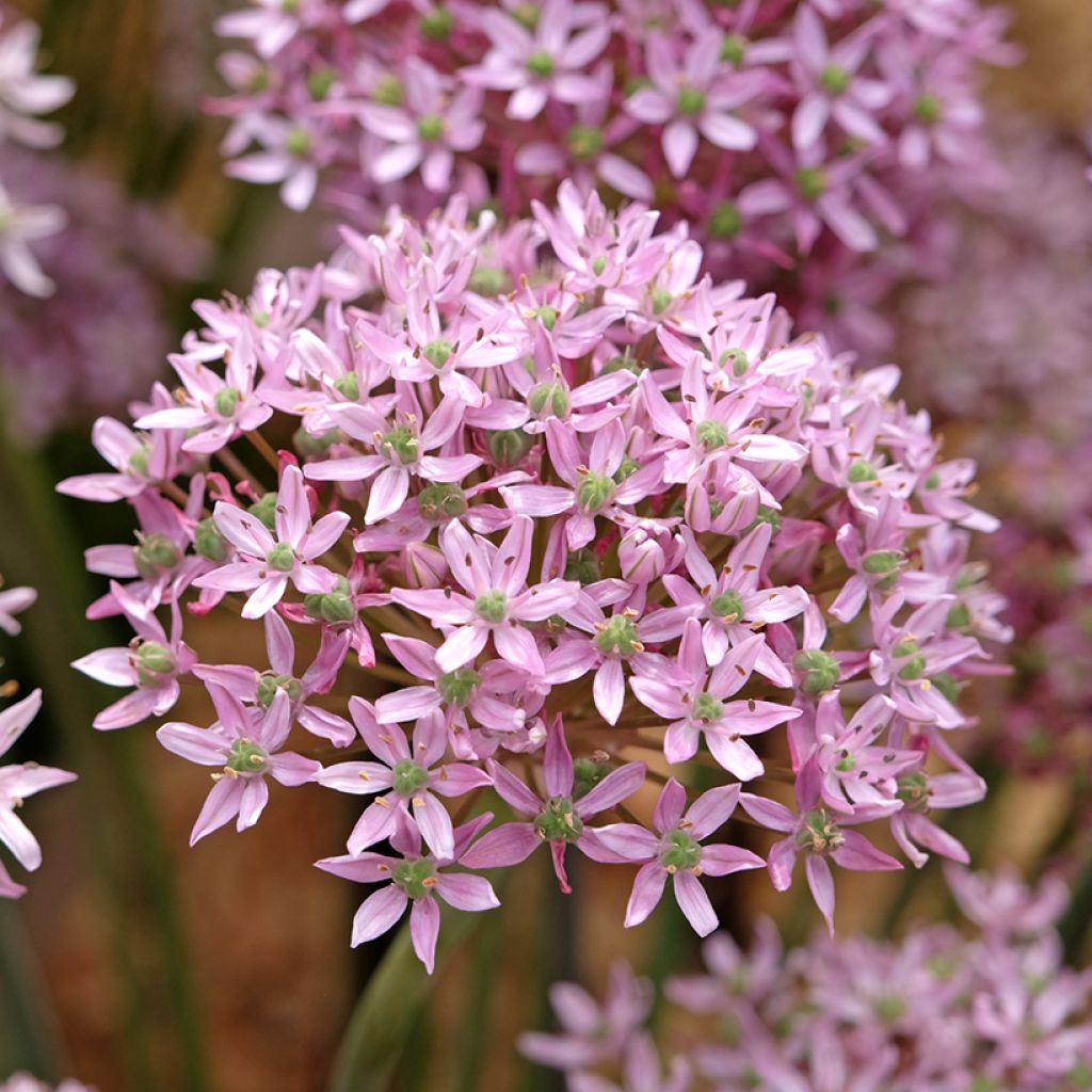 Allium nigrum Pink Jewel - Aglio ornamentale