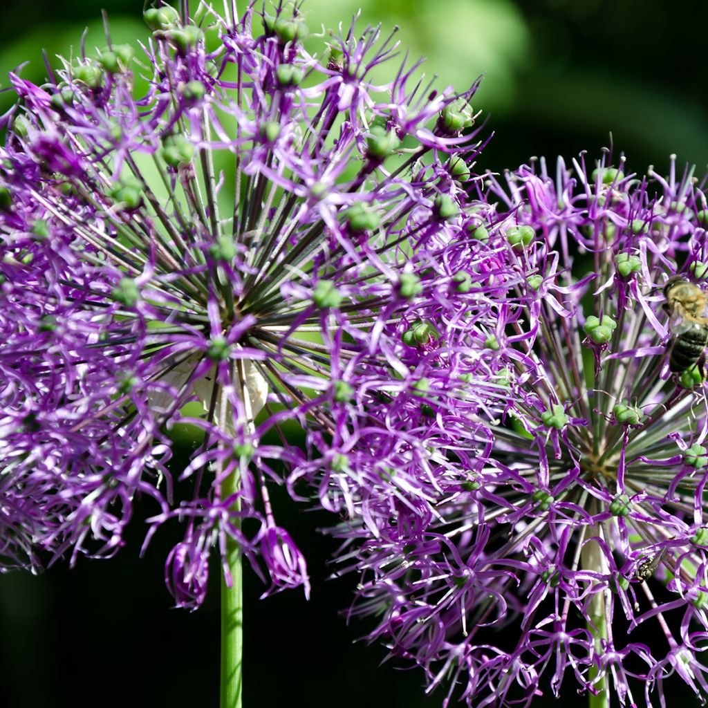 Allium rosenbachianum - Aglio ornamentale