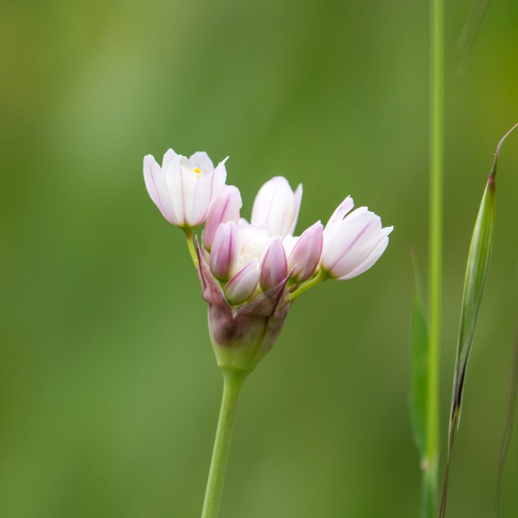 Allium roseum - Aglio roseo
