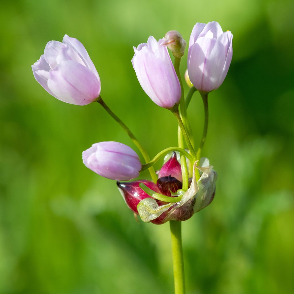Allium roseum - Aglio roseo