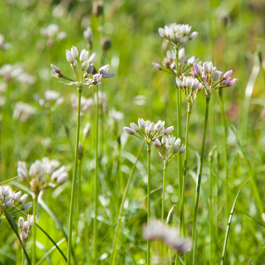 Allium roseum - Aglio roseo