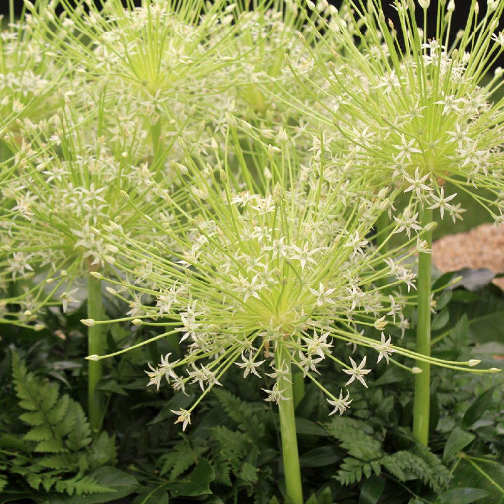 Allium schubertii Arctic Snow - Aglio ornamentale