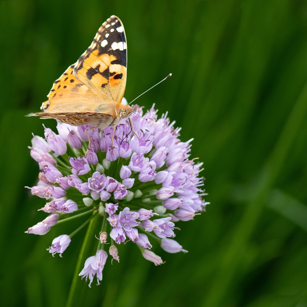 Allium In Orbit - Aglio ornamentale