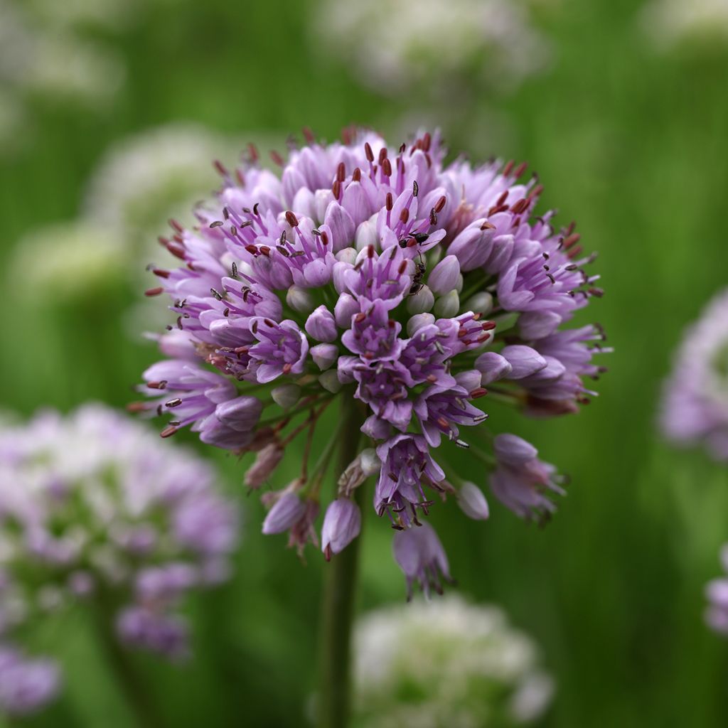 Allium senescens Summer Beauty - Aglio ornamentale