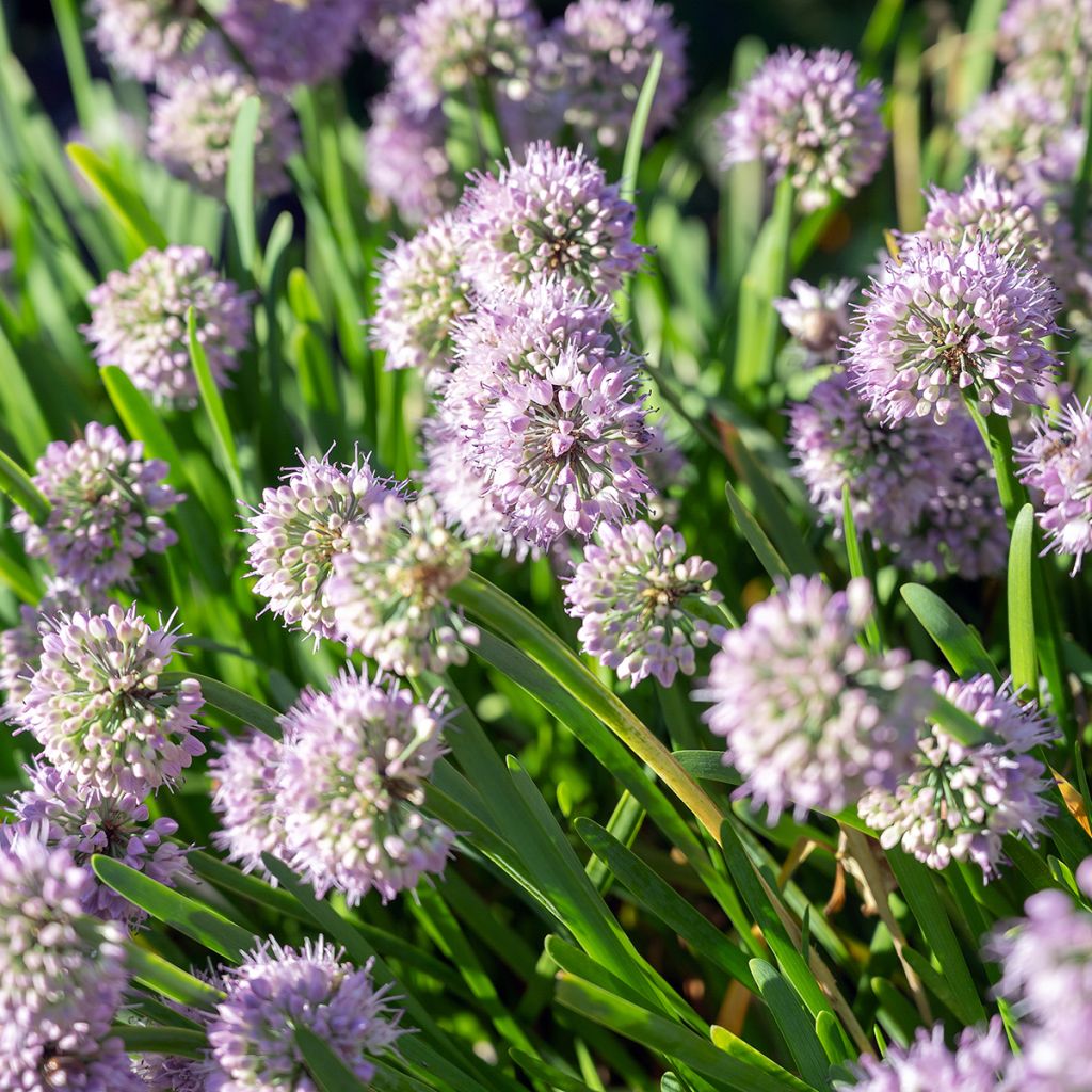 Allium senescens Summer Beauty - Aglio ornamentale