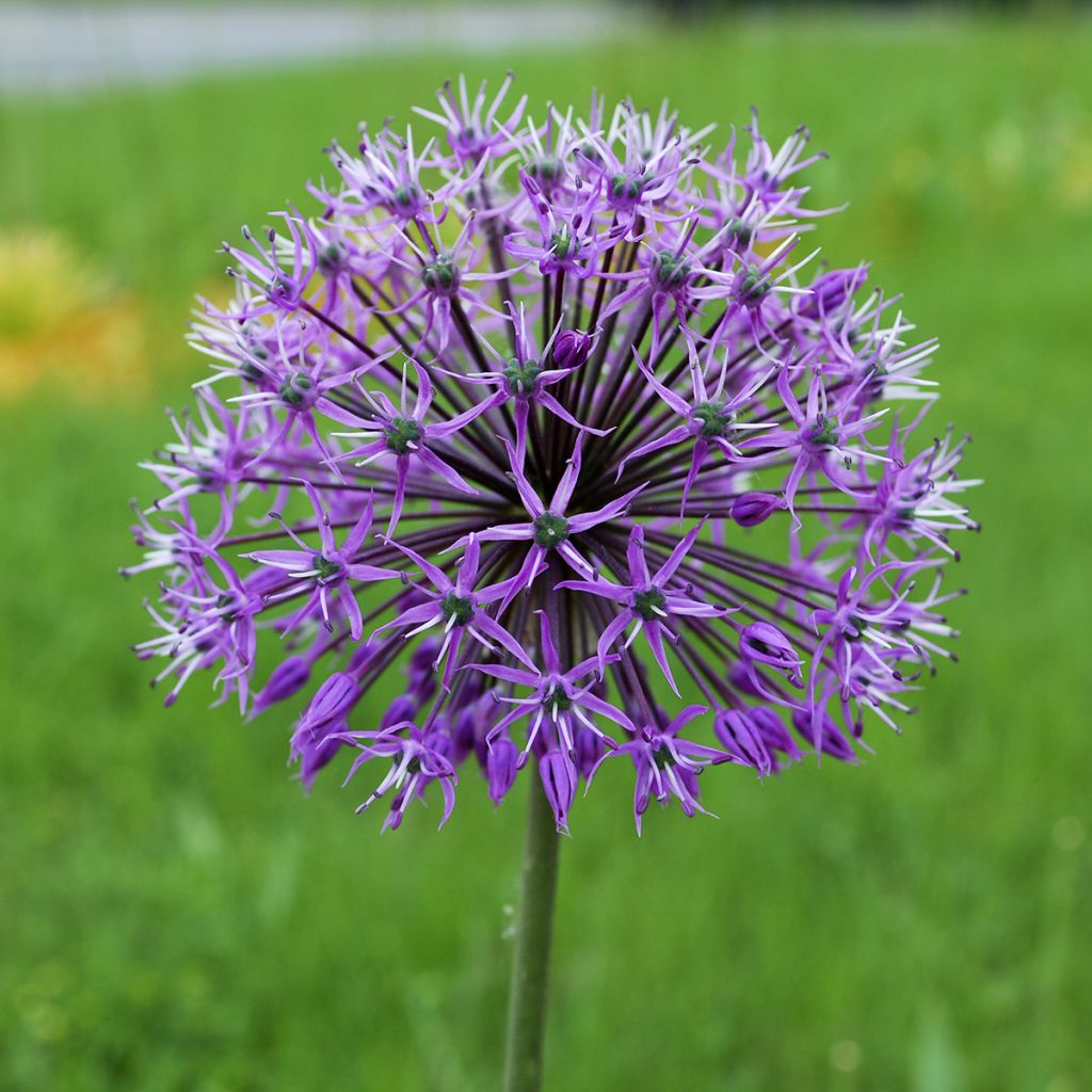 Allium stipitatum Violet Beauty - Aglio ornamentale