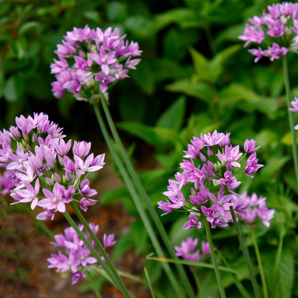 Allium unifolium Eros - Aglio ornamentale