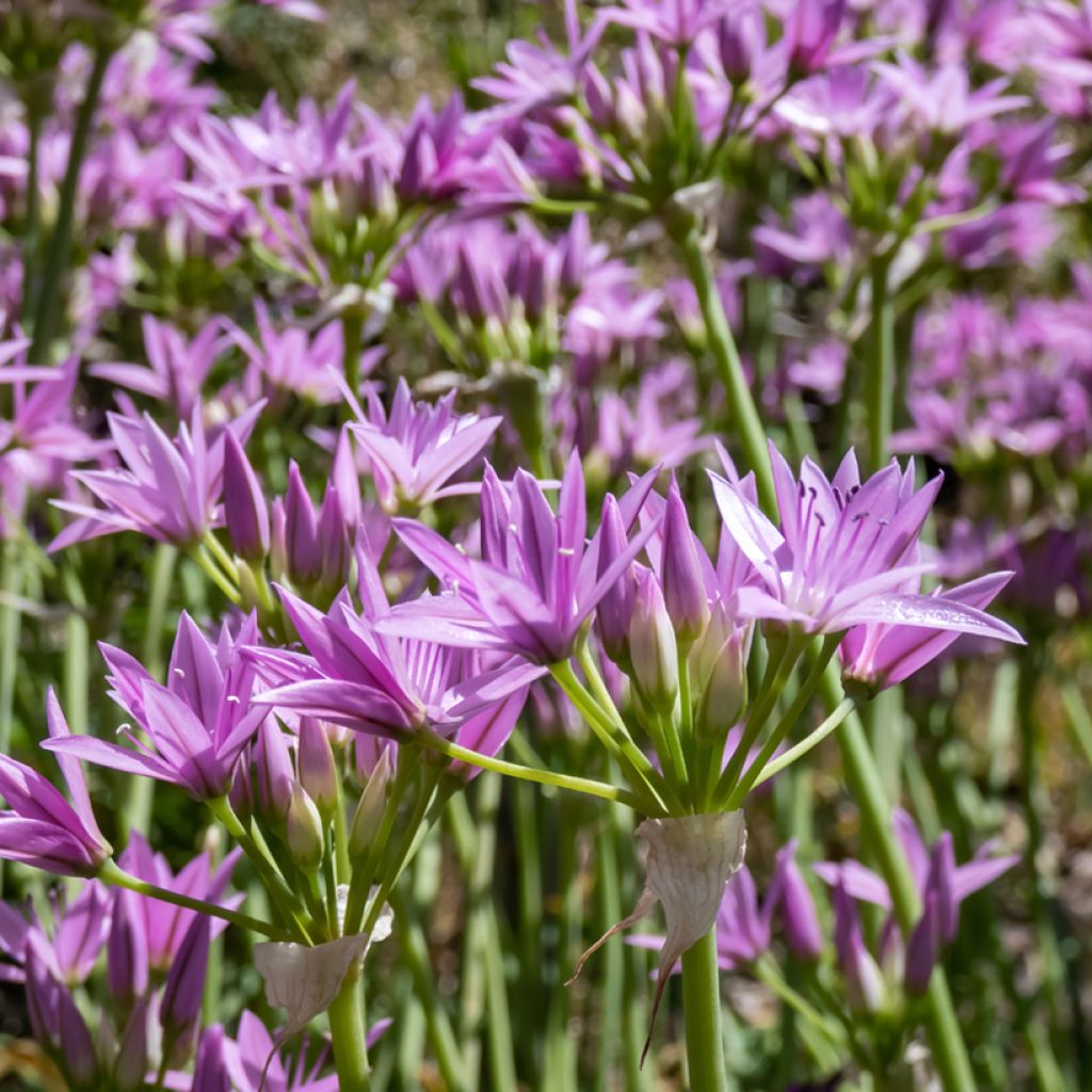 Allium unifolium Eros - Aglio ornamentale