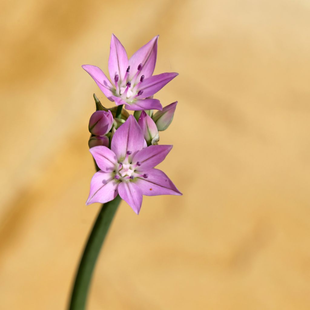 Allium unifolium Eros - Aglio ornamentale