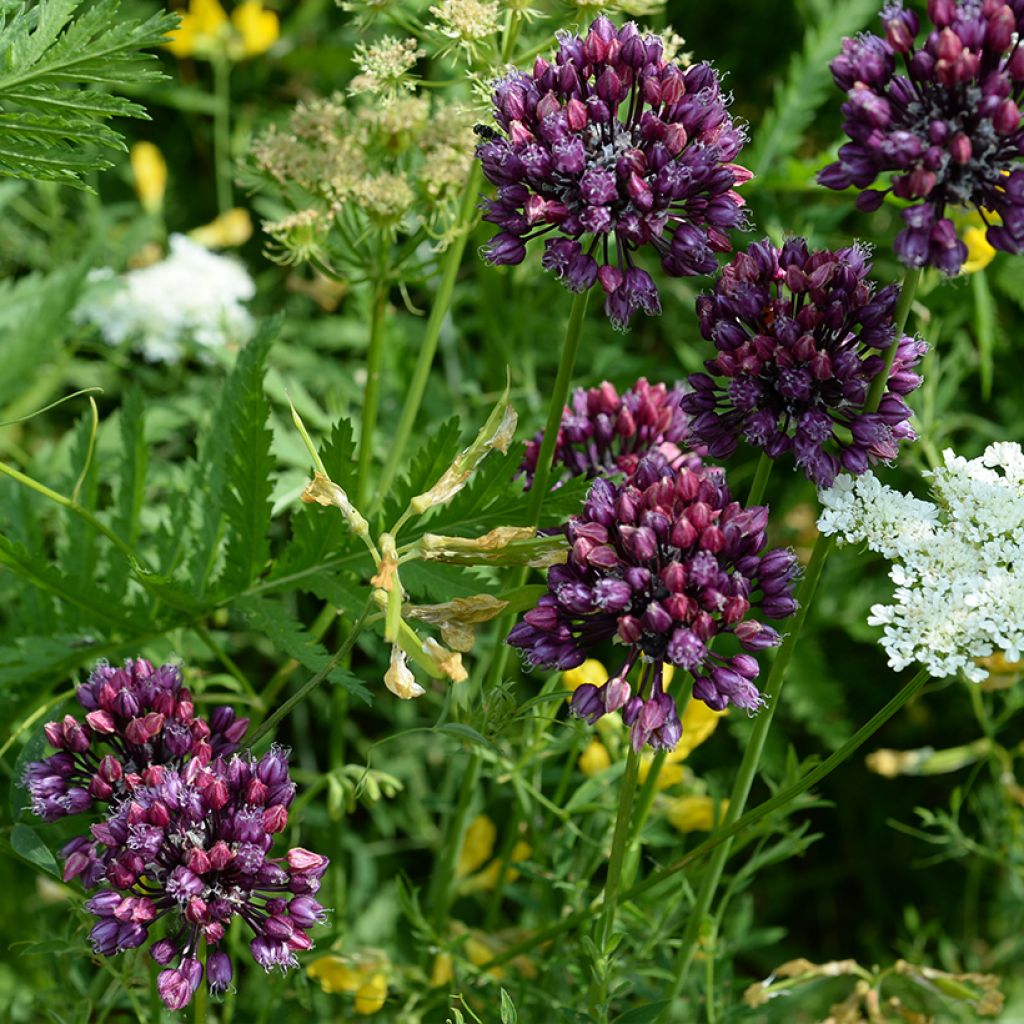 Aglio romano Scorodoprasum