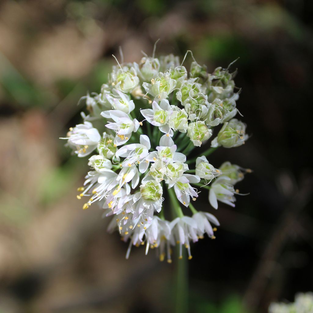 Allium cernuum White Dwarf - Aglio ornamentale