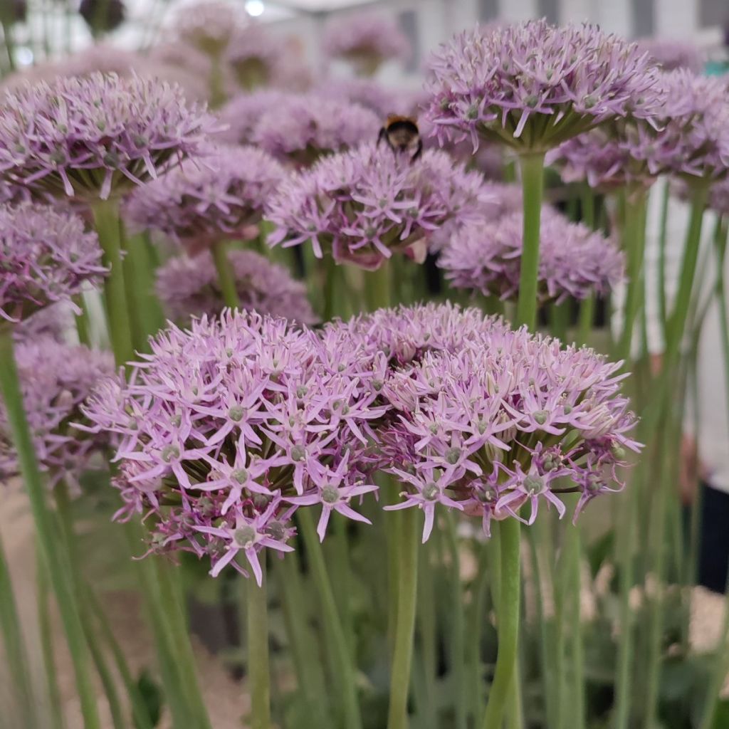 Allium New York - Aglio ornamentale