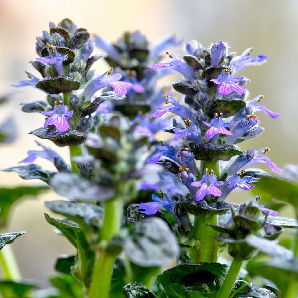 Ajuga pyramidalis Metallica Crispa - Iva piramidale