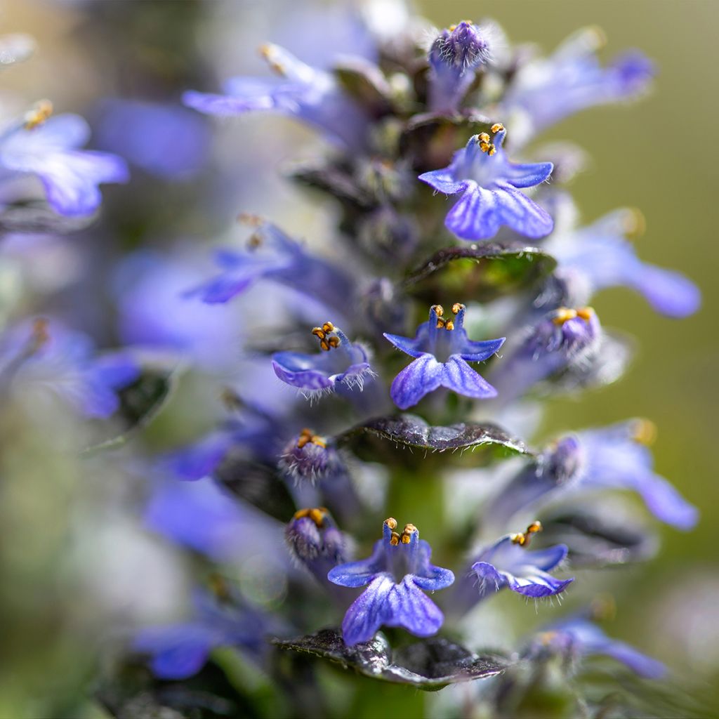 Ajuga pyramidalis Metallica Crispa - Iva piramidale
