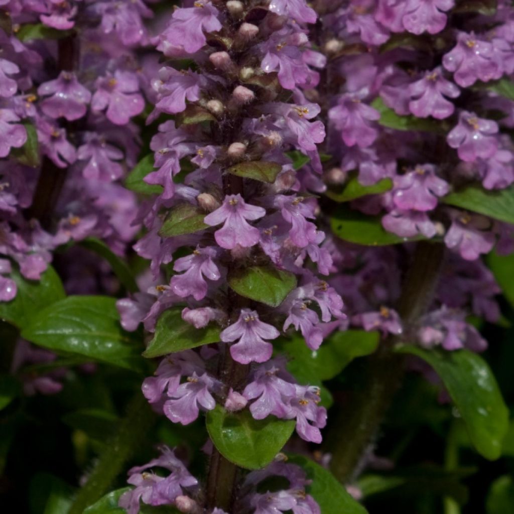 Ajuga reptans Rosea - Bugola rosa