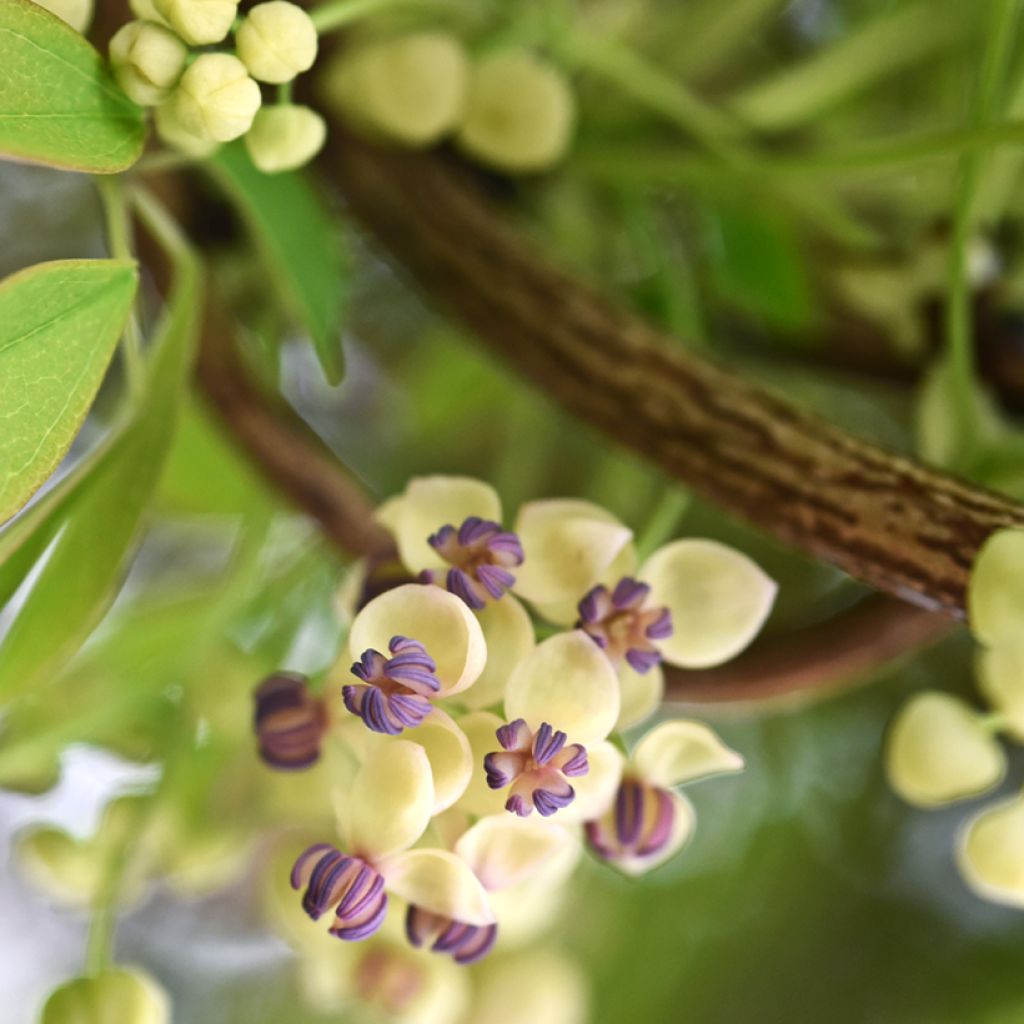 Akebia quinata Cream Form - Akebia a cinque foglie