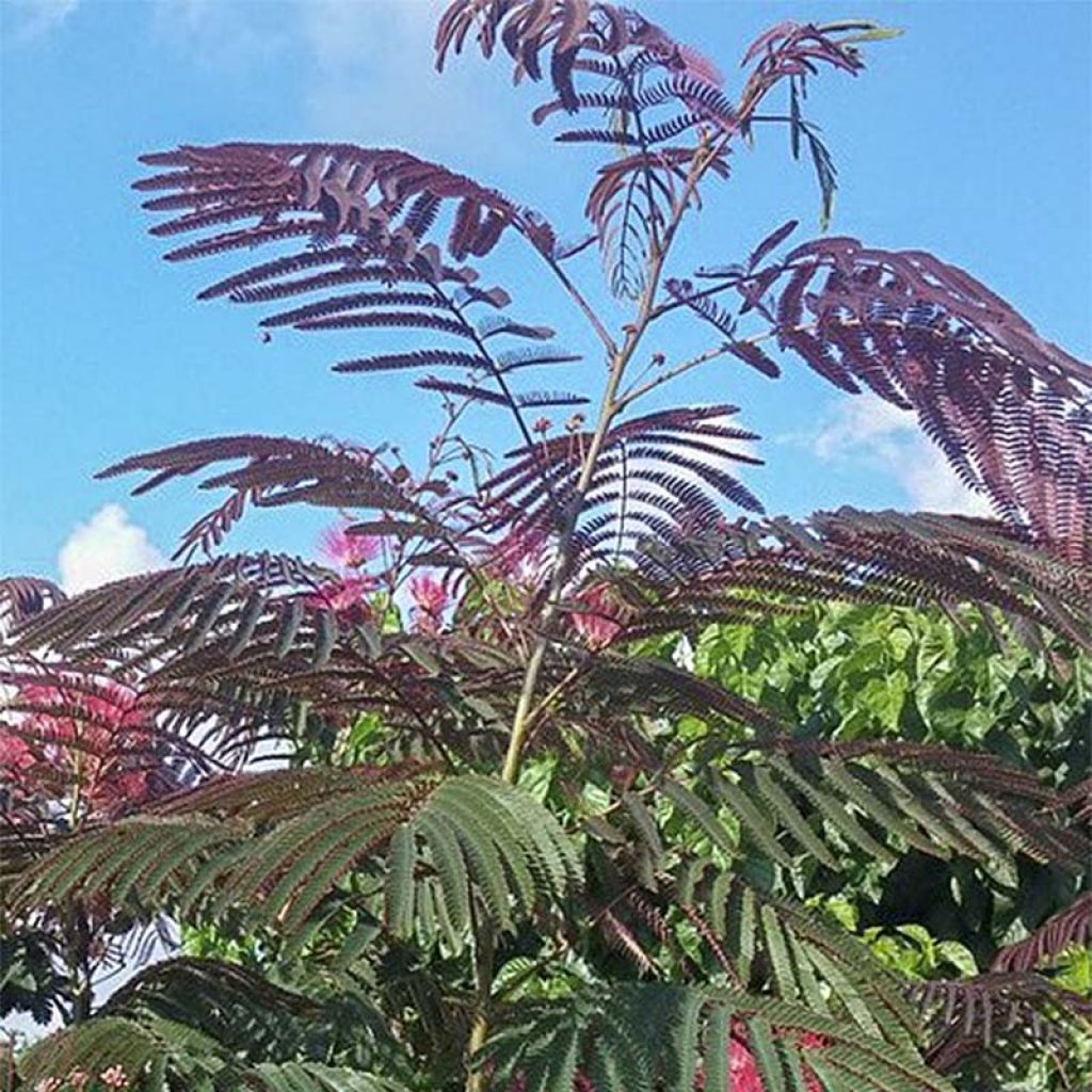 Albizia julibrissin Evey's Pride - Acacia di Costantinopoli