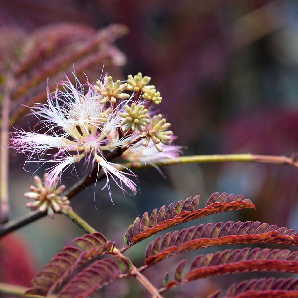 Albizia julibrissin Evey's Pride - Acacia di Costantinopoli