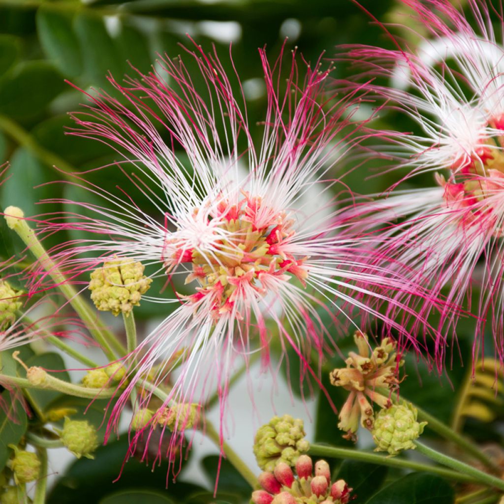 Albizia saman - Albero della pioggia