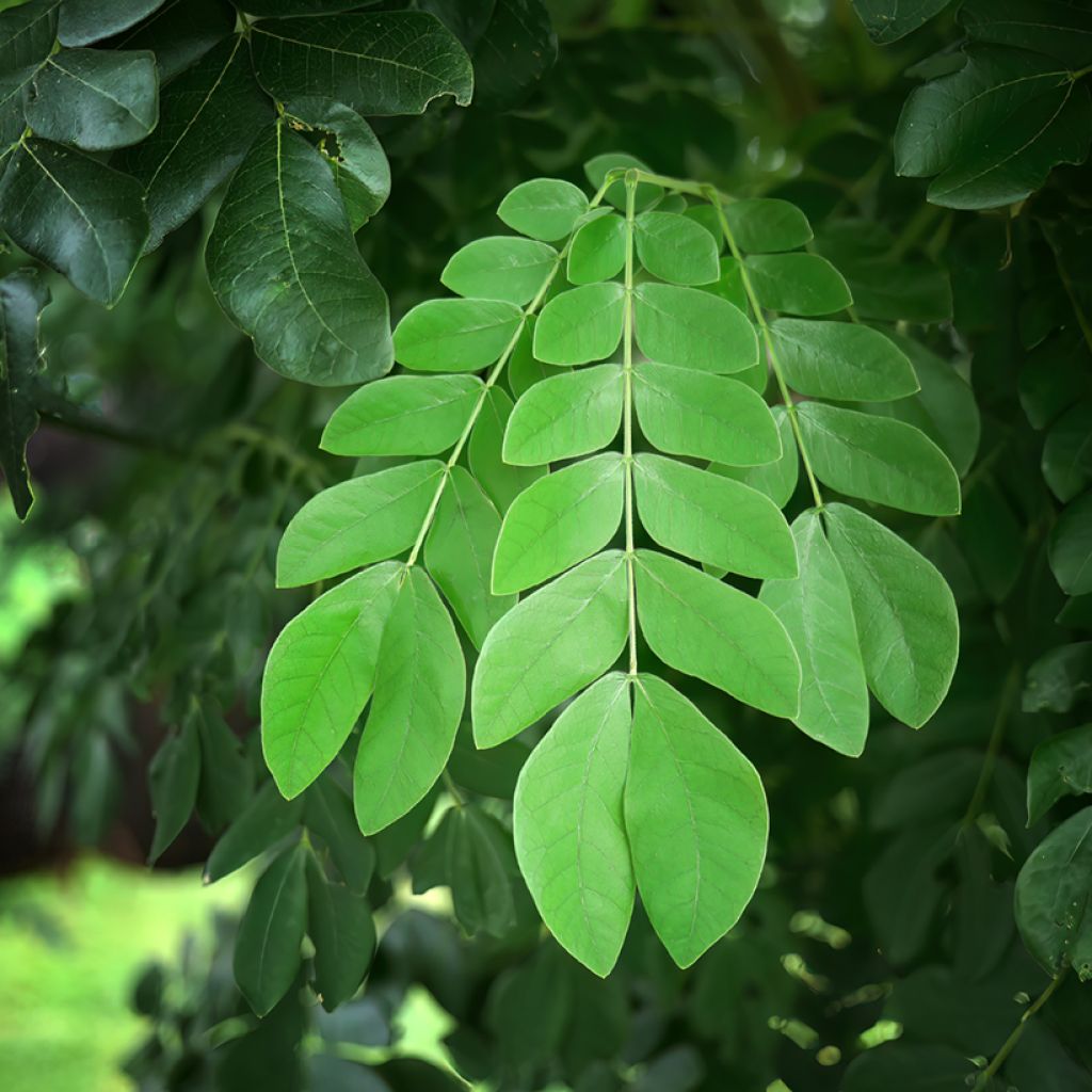 Albizia saman - Albero della pioggia