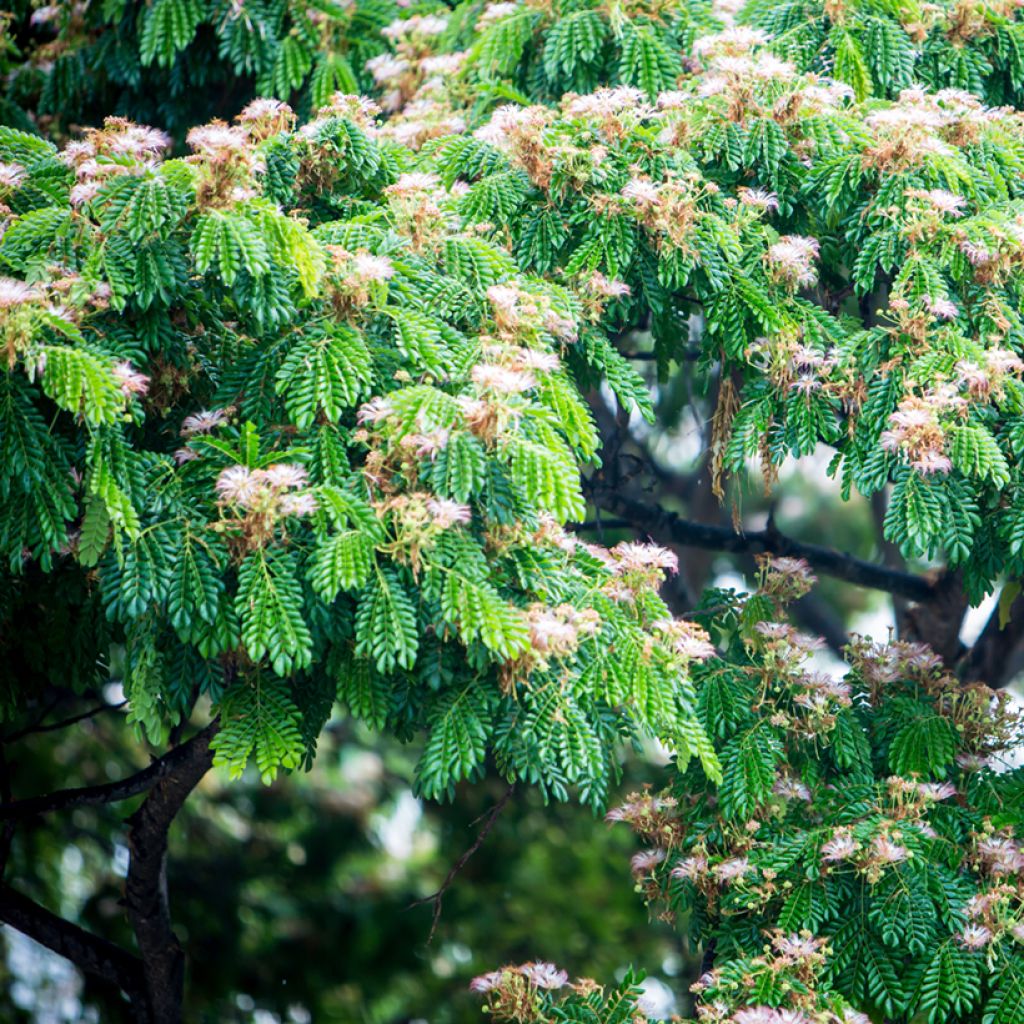 Albizia saman - Albero della pioggia