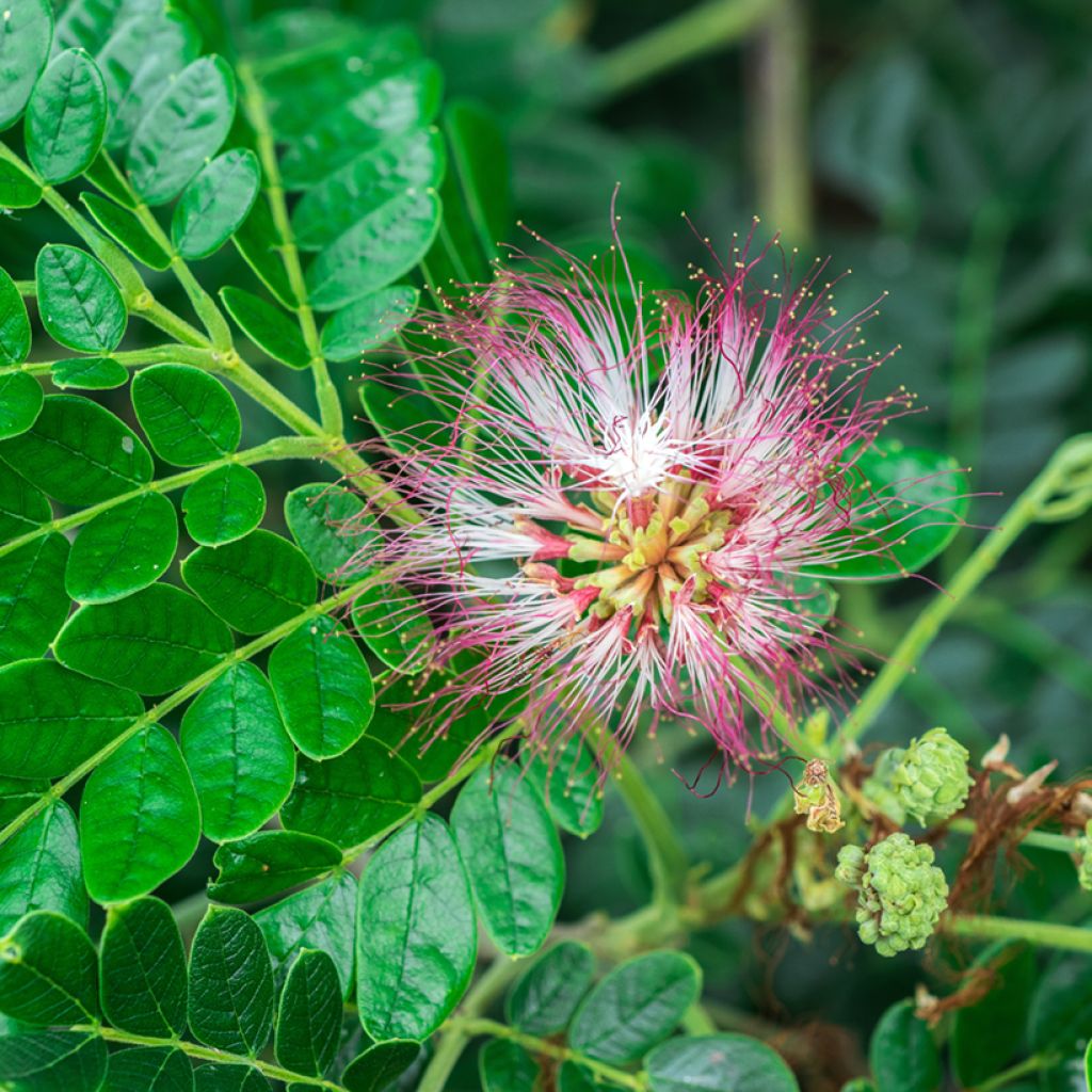 Albizia saman - Albero della pioggia