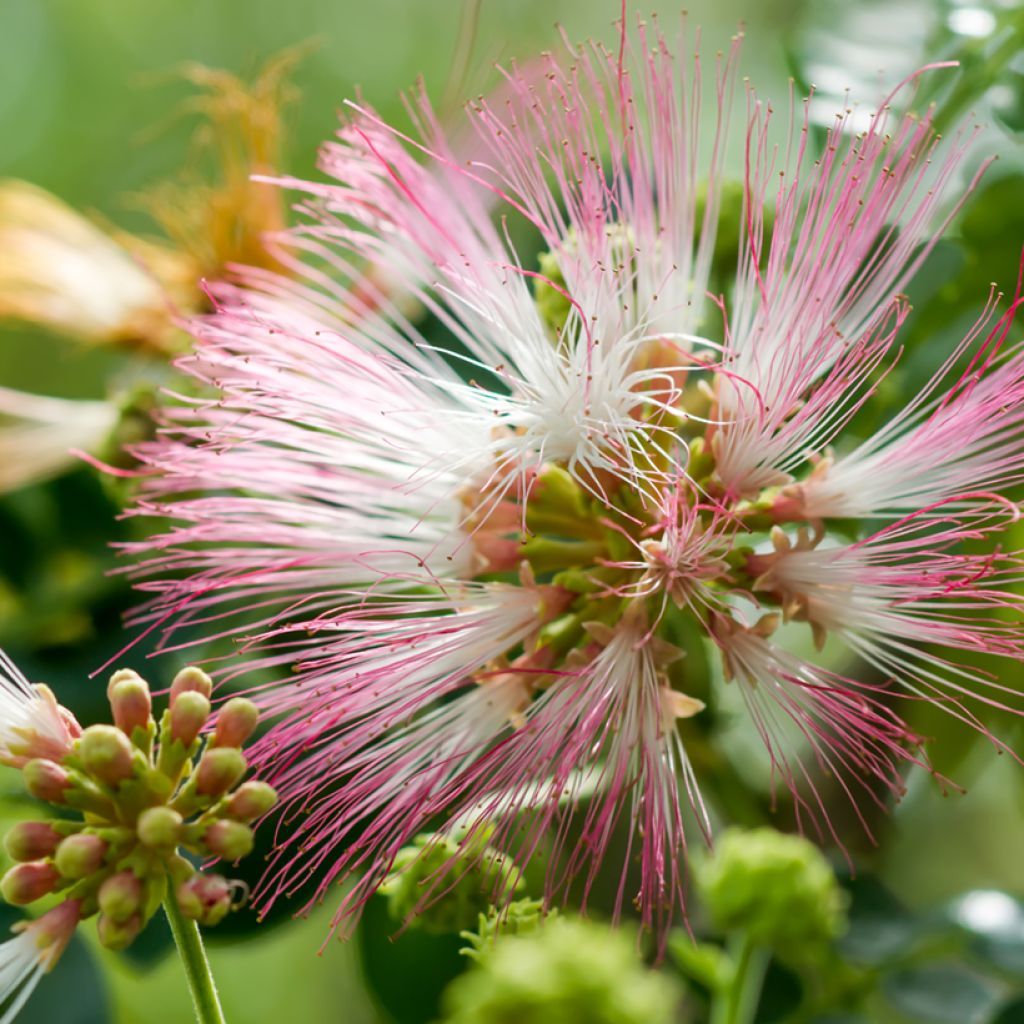 Albizia saman - Albero della pioggia