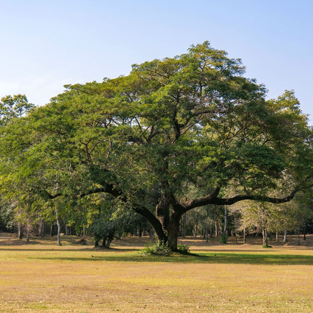 Albizia saman - Albero della pioggia