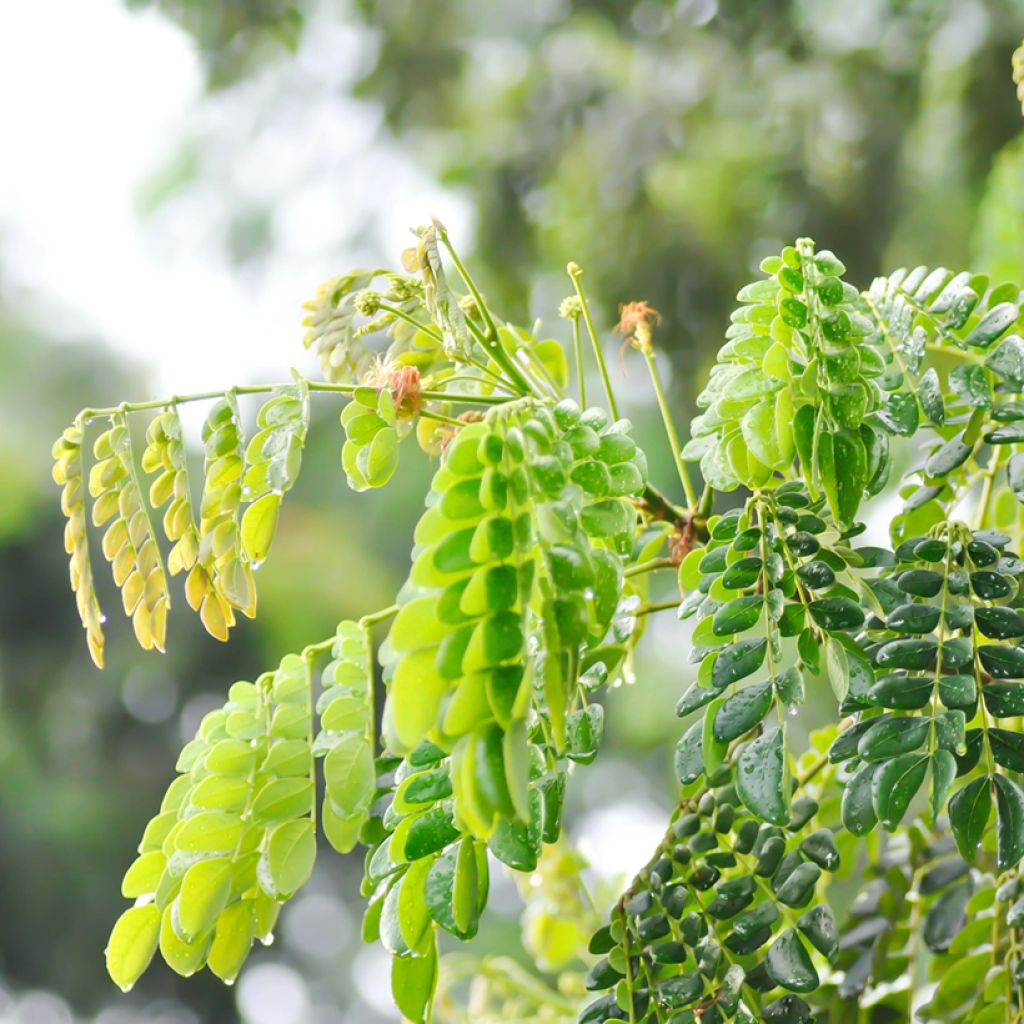 Albizia saman - Albero della pioggia