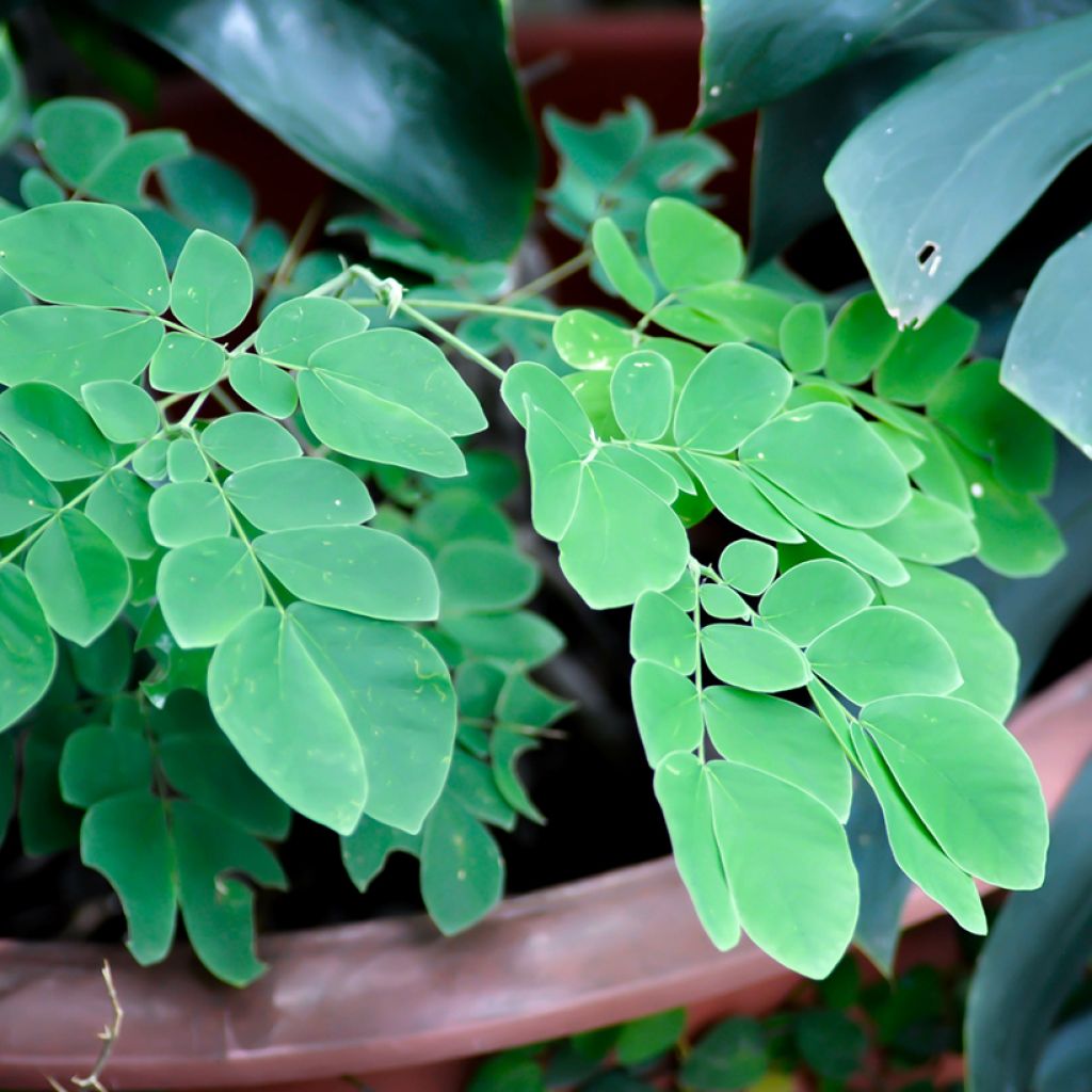 Albizia saman - Albero della pioggia