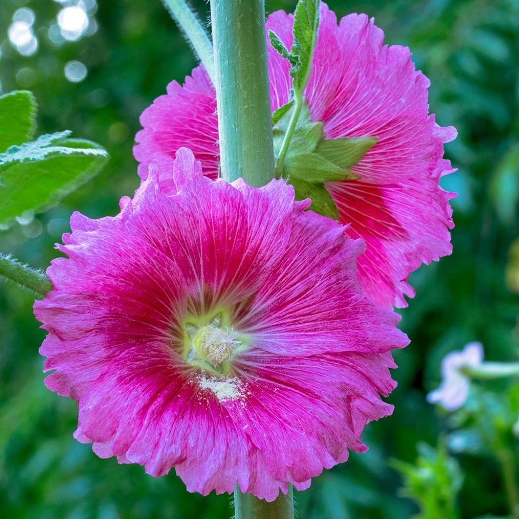 Alcea ficifolia - Malvarosa