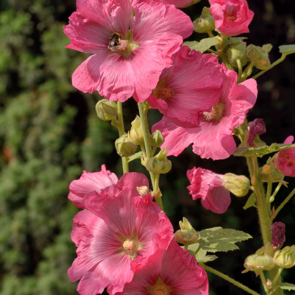 Alcea ficifolia - Malvarosa