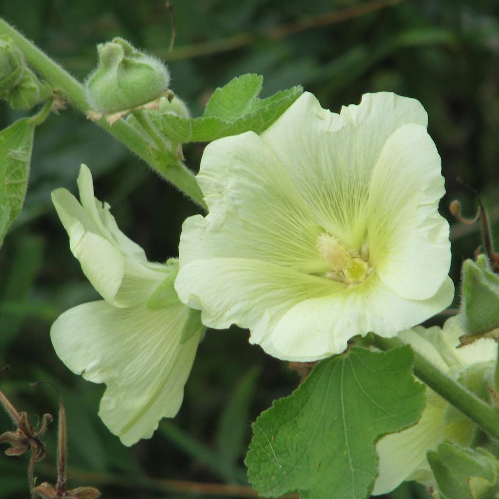 Alcea rugosa - Malvarosa