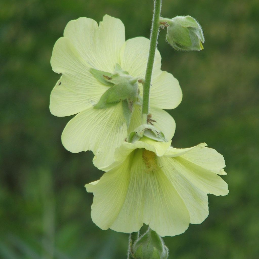 Alcea rugosa - Malvarosa